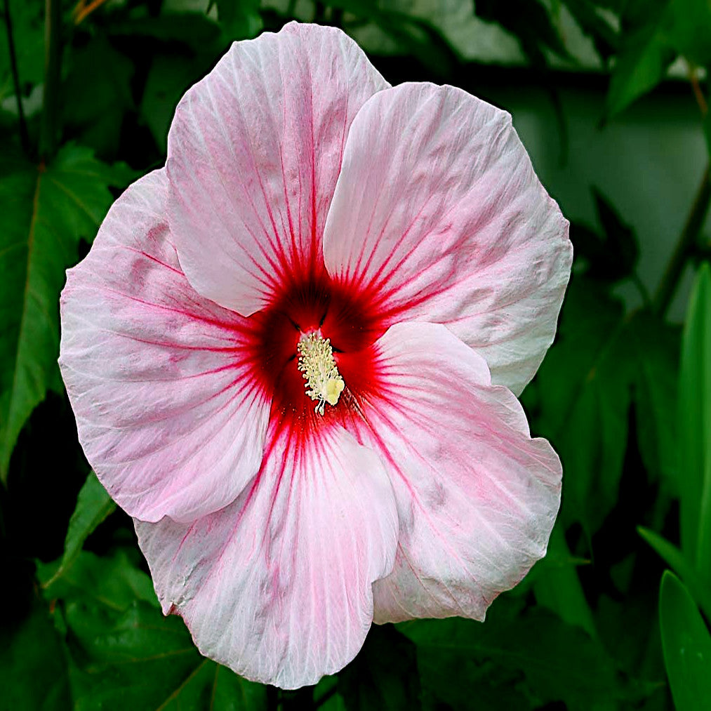 Pink rose mallow hibiscus flower with a red center on a green leafy background