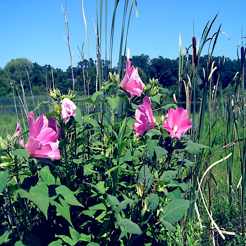 Pink swamp rose mallow flowers in a natural setting with green foliage and blue sky. Hibiscus moscheutos