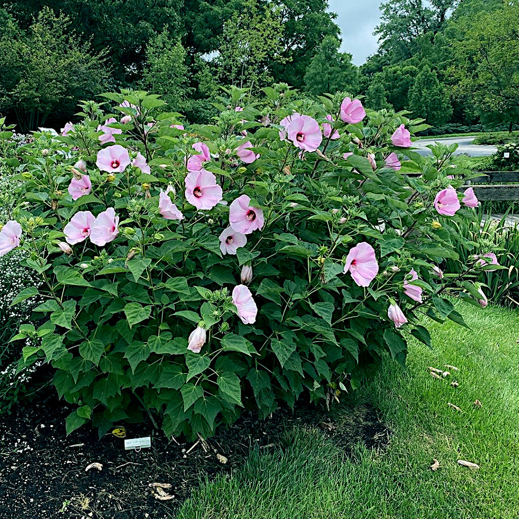 Pink rose mallow hibiscus flowering plant with green leaves in a garden setting