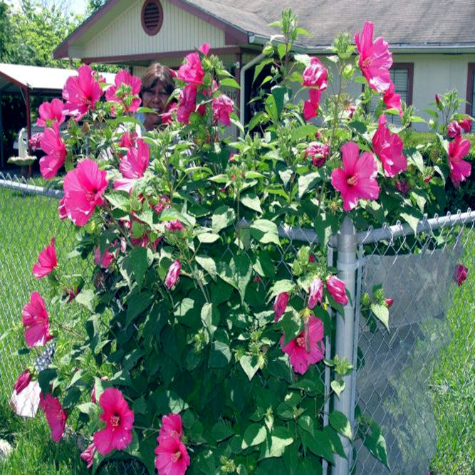 Person standing behind a bush of pink rose mallow flowers with a house in the background. Hibiscus moscheutos