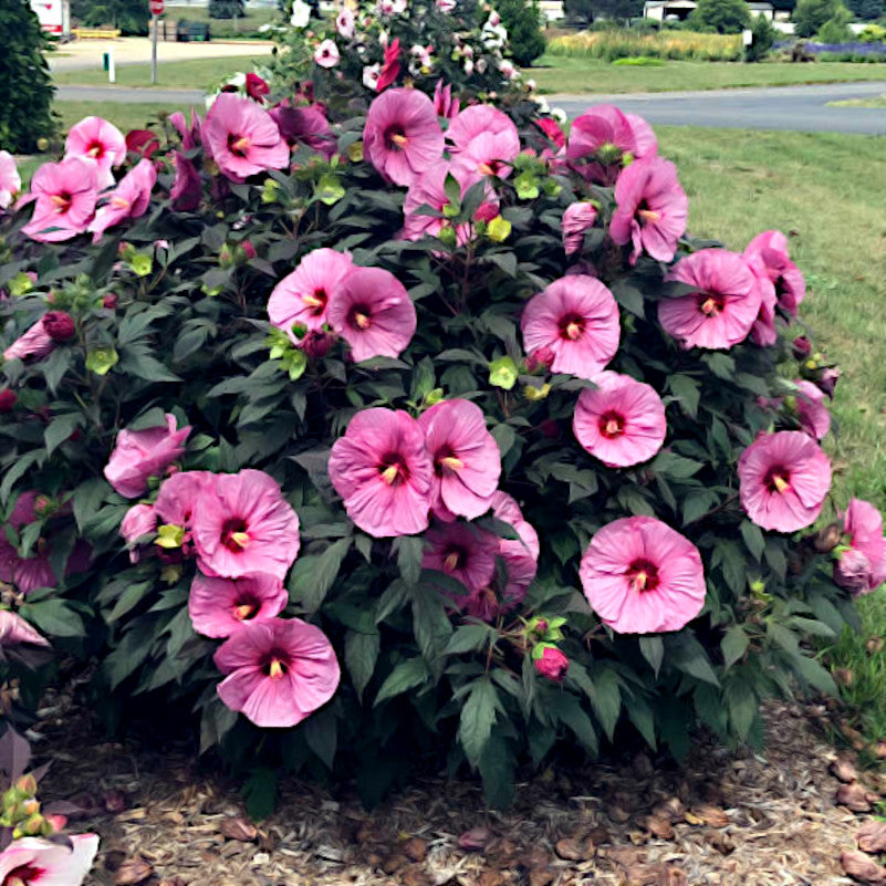 Rose Mallow hibiscus bush with pink and purple flowers in a garden setting