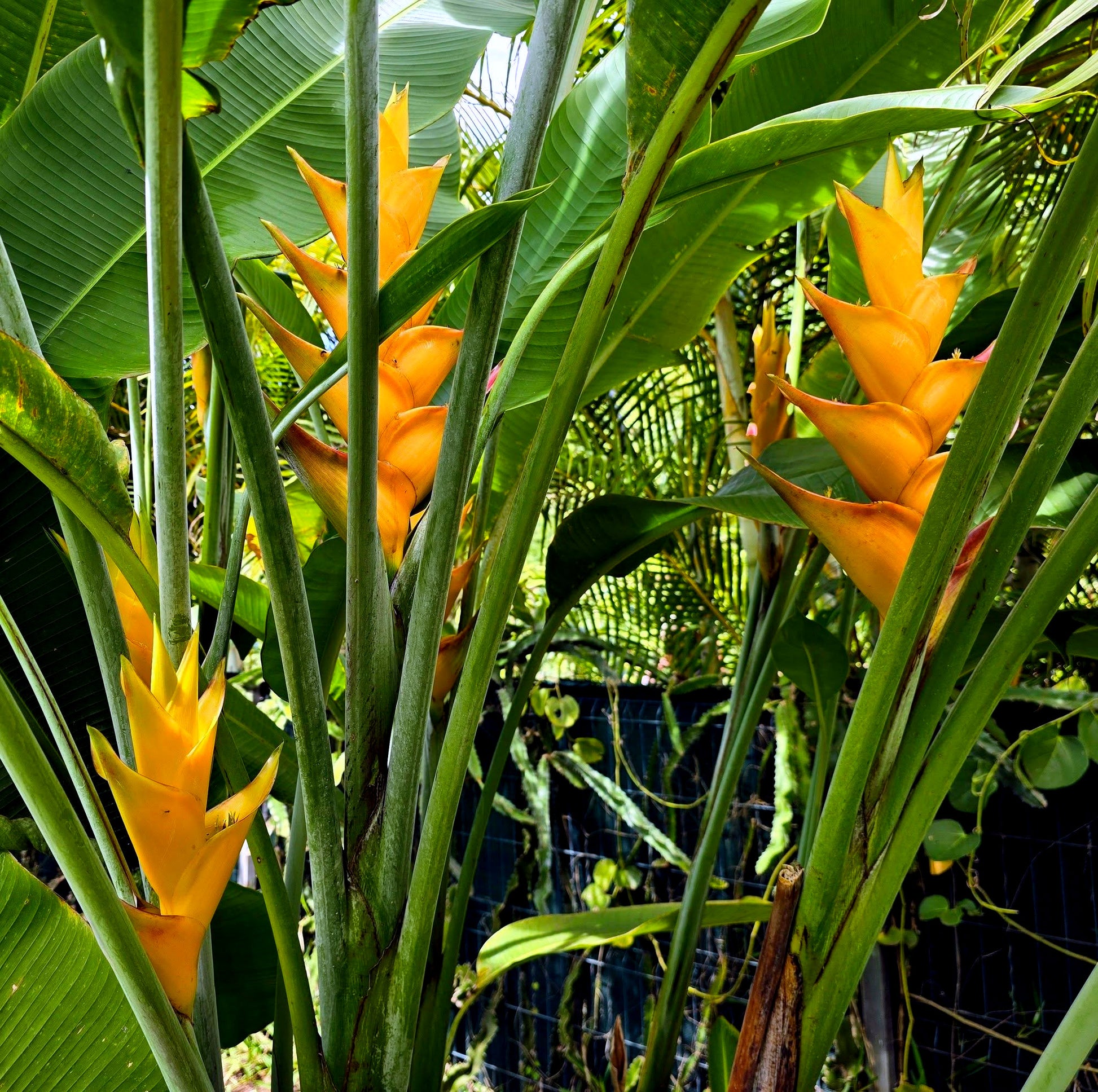 Tropical Mayan Gold Heliconia plant with bright yellow flowers and large green leaves. (Heliconia champneana)
