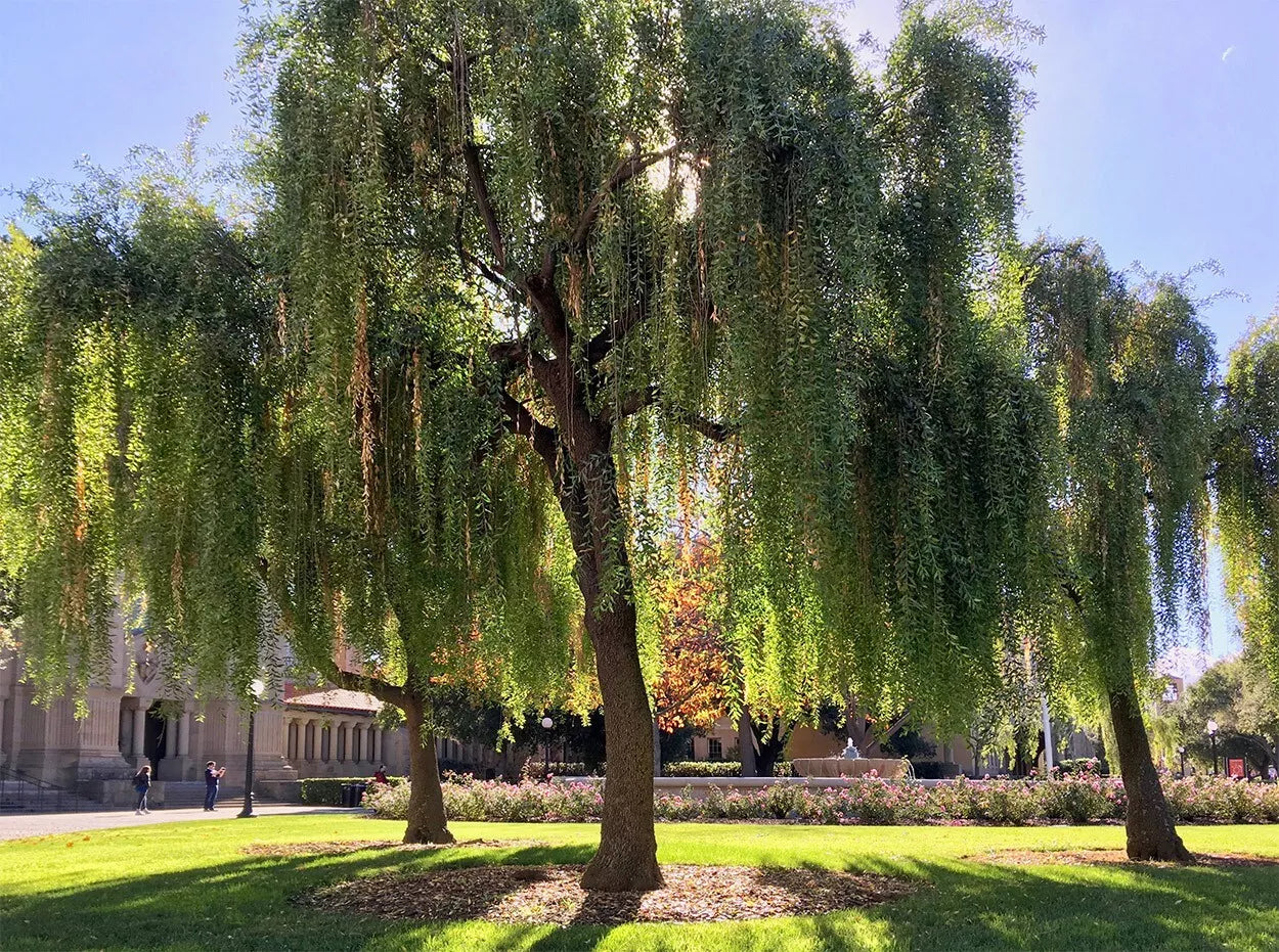 Weeping Green Shower tree in a park with a clear blue sky. Mayten tree, (Maytenus boaria)