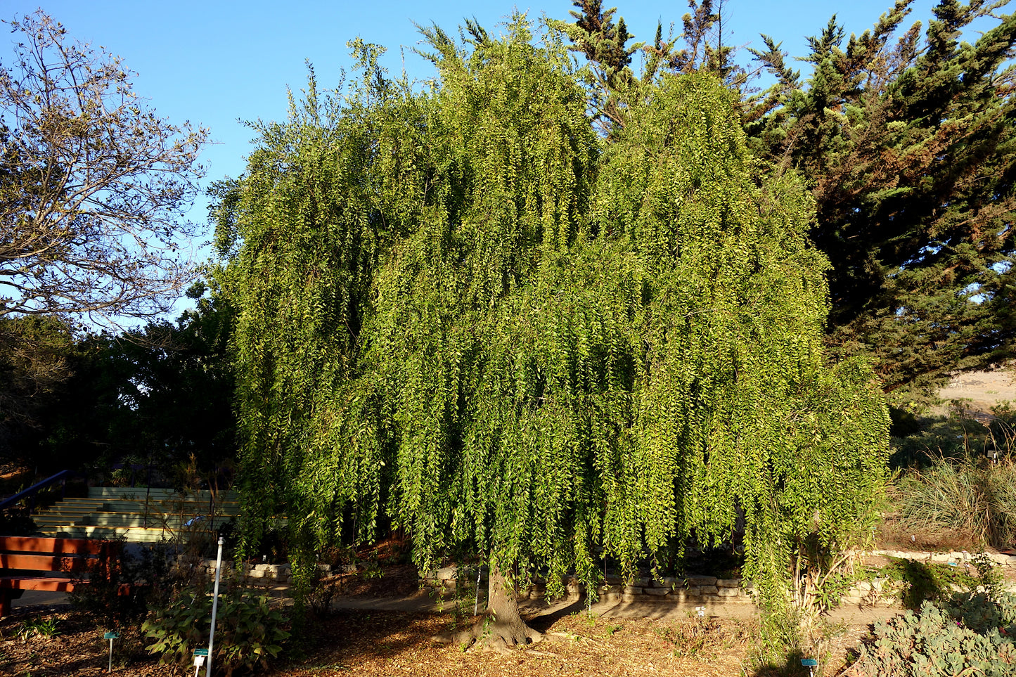 Weeping Mayten Green shower tree with a blue sky background. (Maytenus boaria)