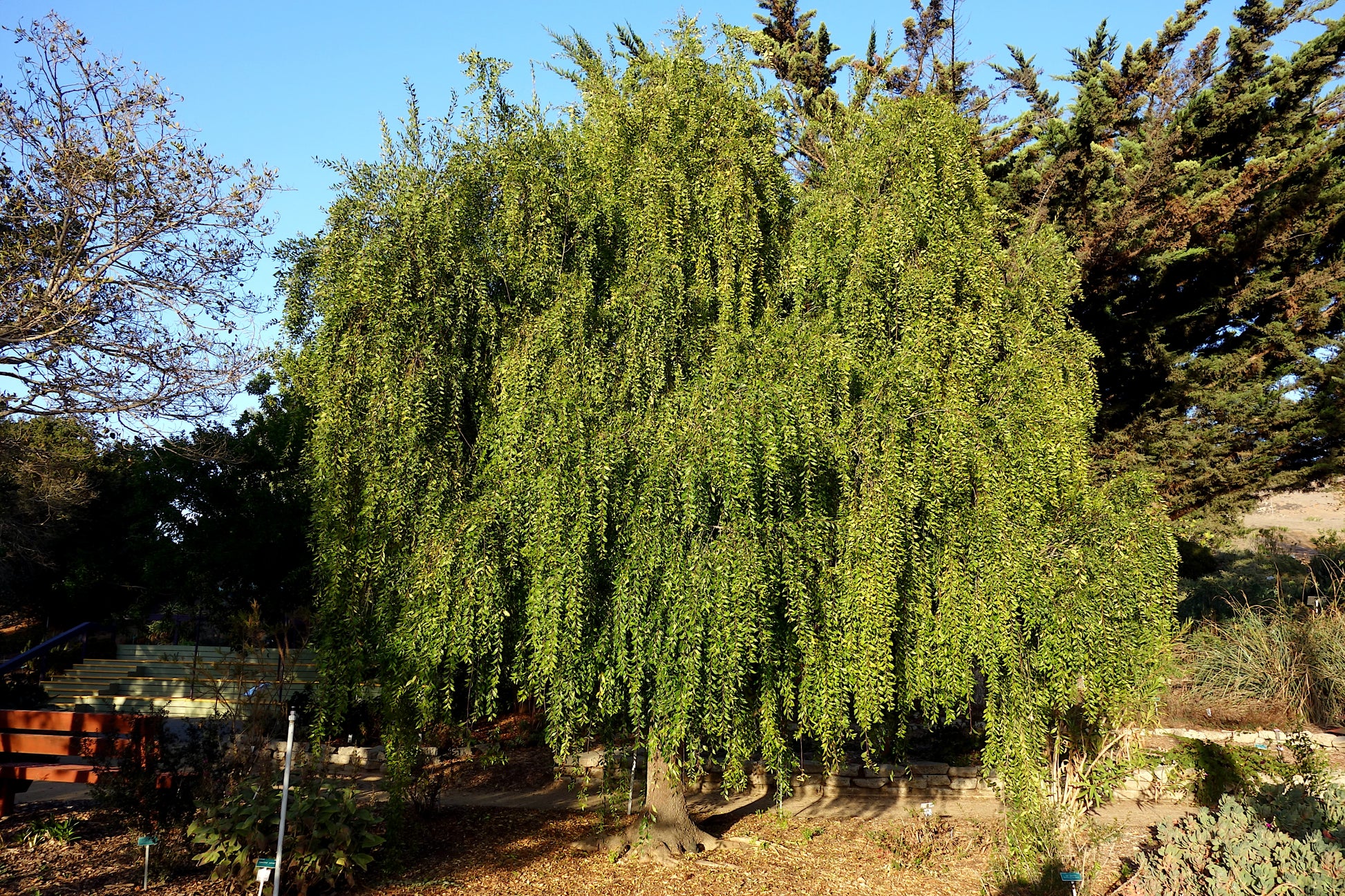 Weeping Mayten Green shower tree with a blue sky background. (Maytenus boaria)