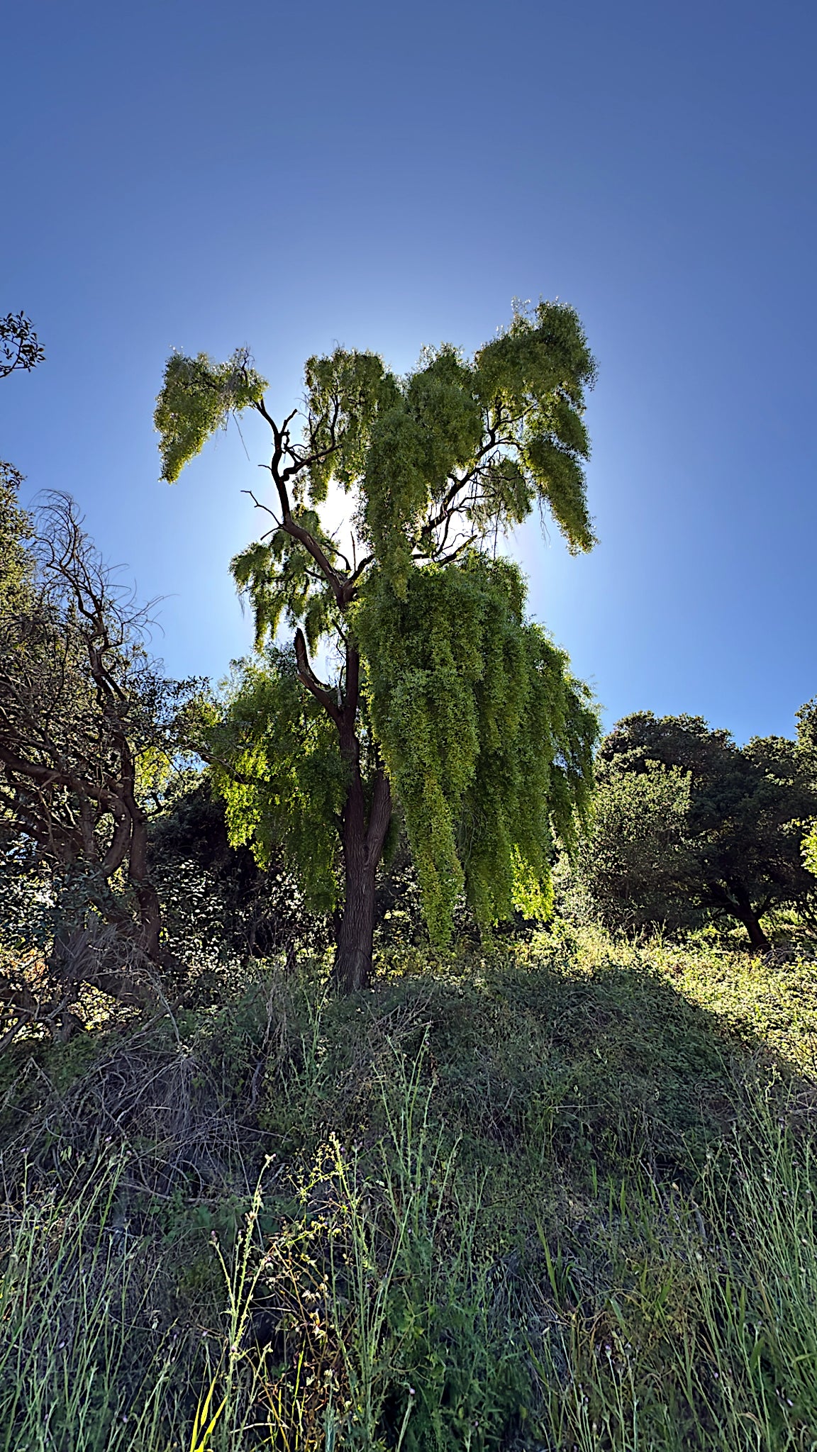 Mayten Green Shower Tree with green leaves against a clear blue sky