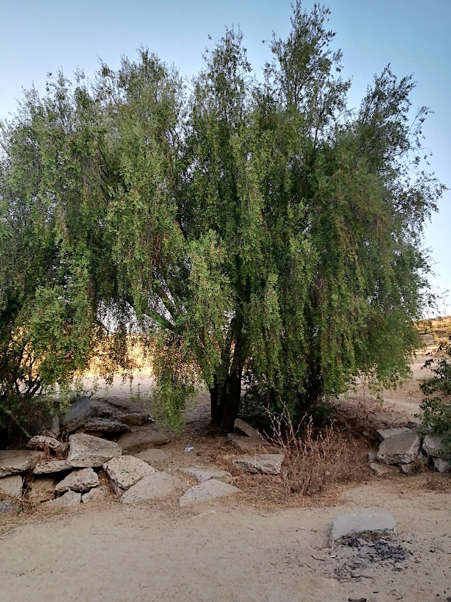 Large Mayten tree with a rocky and sandy ground in the foreground