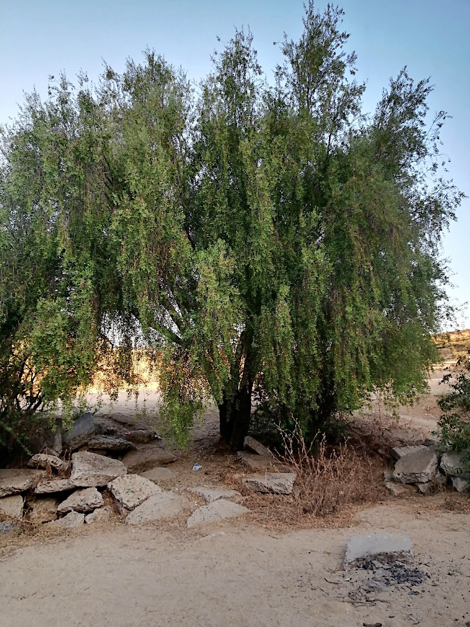 Large Mayten tree with a rocky and sandy ground in the foreground