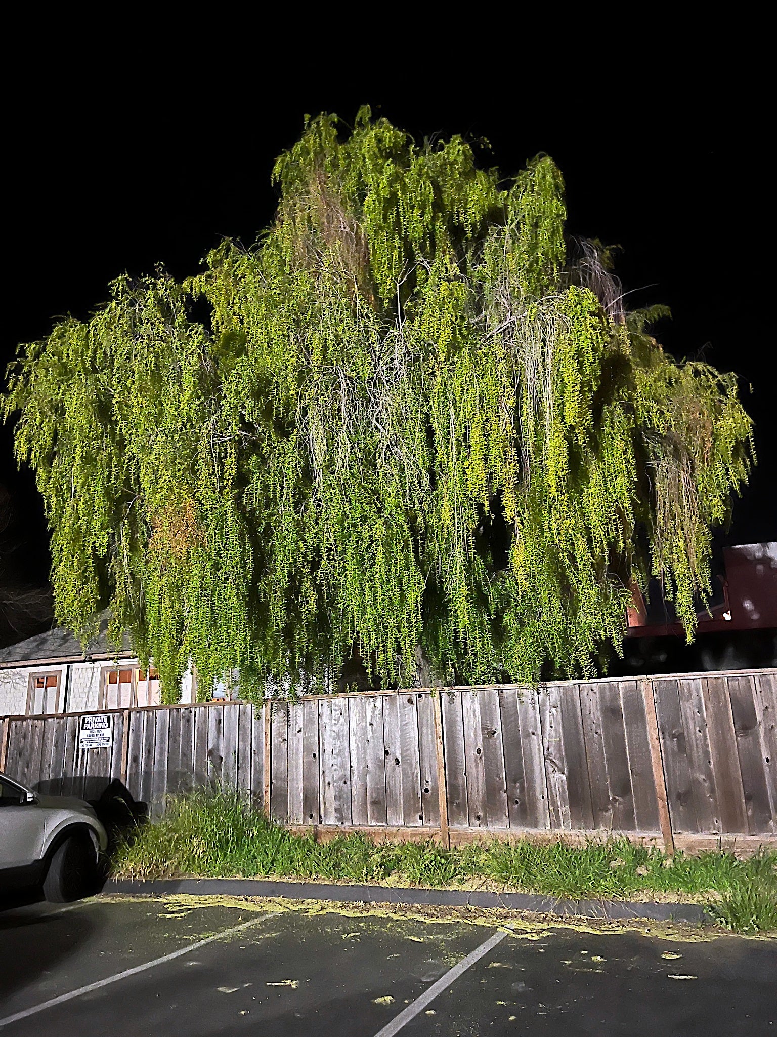 Weeping Mayten tree in a parking lot with a wooden fence in the background. Green shower tree