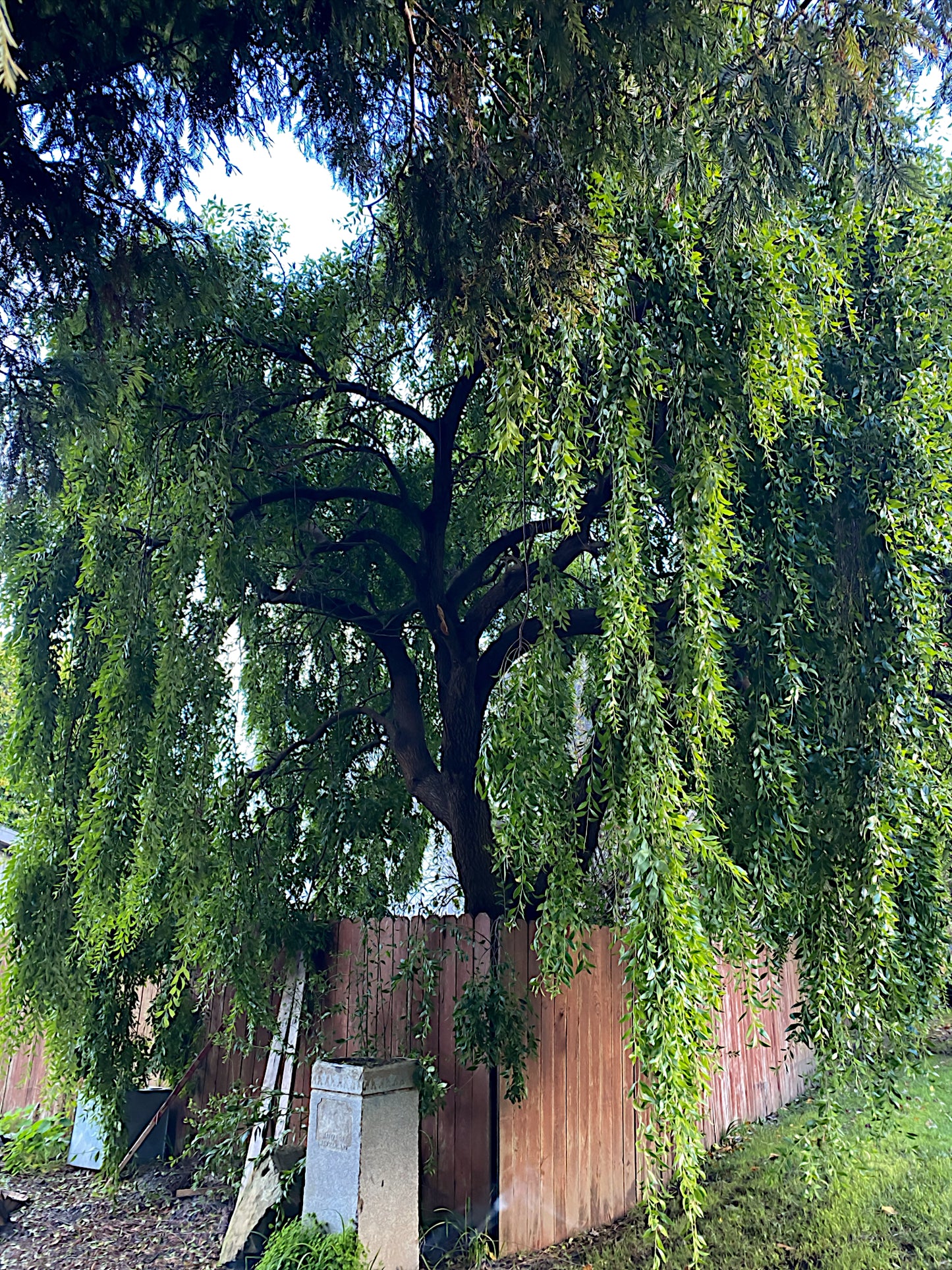 Large weeping Mayten tree with a wooden fence in the background. (Maytenus boaria)