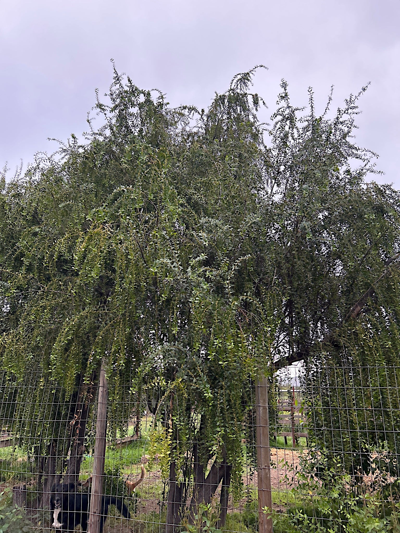 Weeping Green Shower Mayten tree behind a wire fence with a cloudy sky.