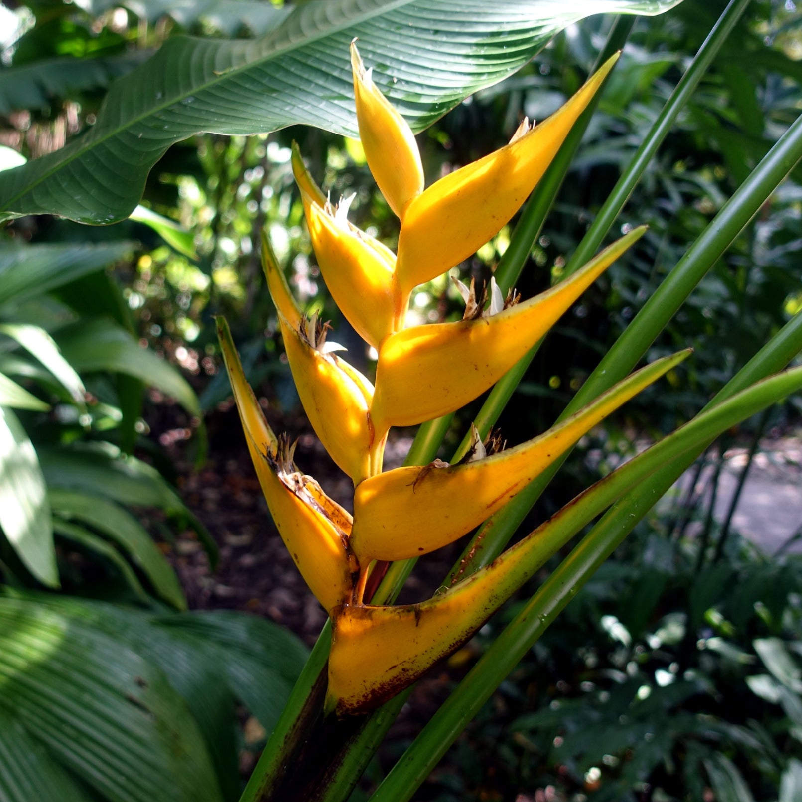 Yellow Mayan Gold Heliconia flower in a tropical setting with green leaves. (Heliconia champneana)
