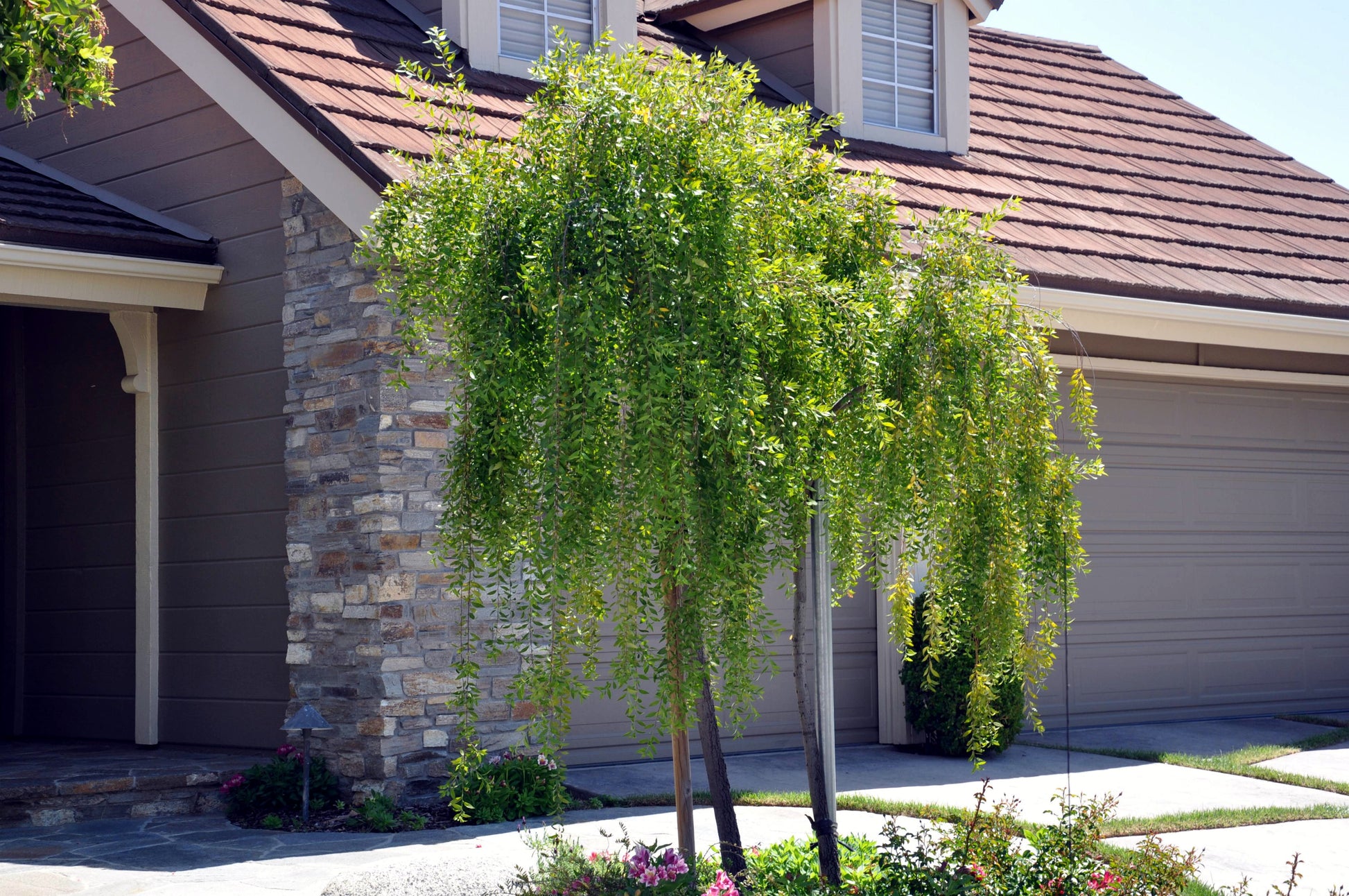 Weeping Green Shower tree in front of a house with stone facade and tiled roof. Mayten tree, (Maytenus boaria)