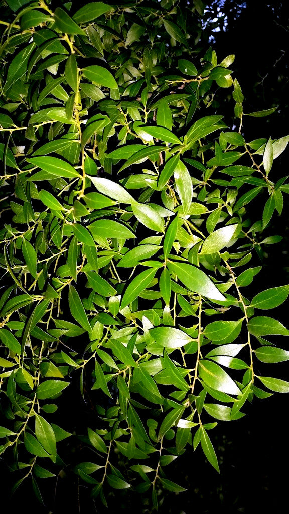 Close-up of green Mayten tree leaves against a dark background. (Maytenus boaria)