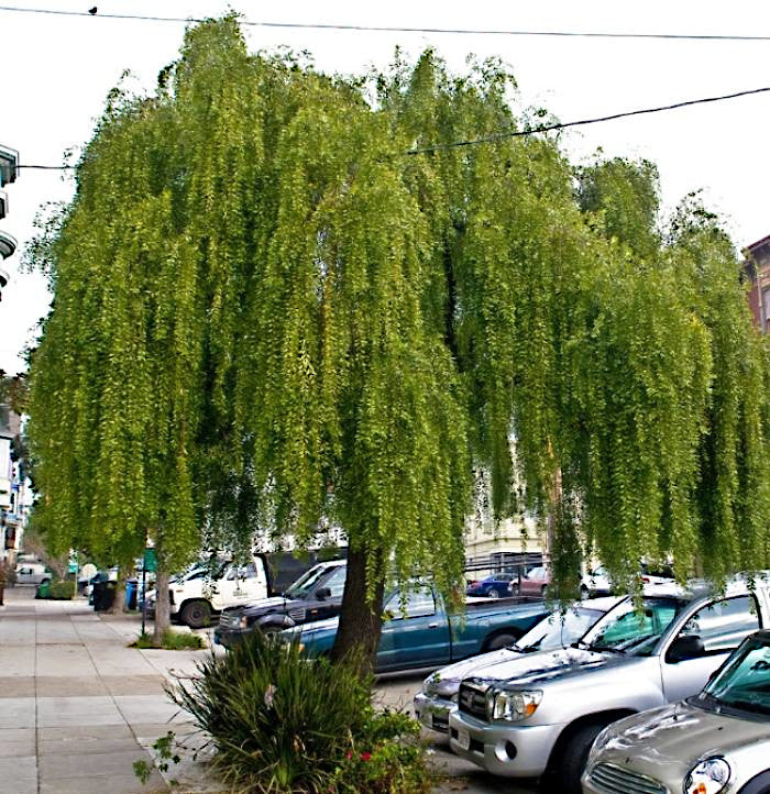 Weeping Mayten tree on a city street with parked cars and buildings in the background