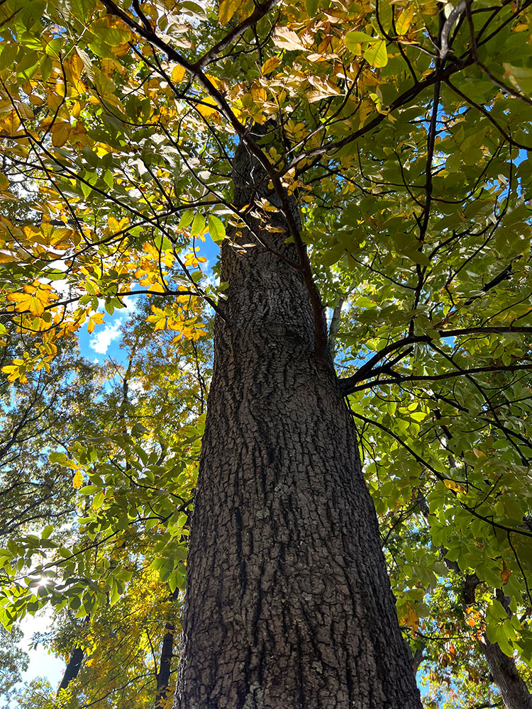 Underside view of Mockernut Hickory tree trunk with leaves and blue sky.