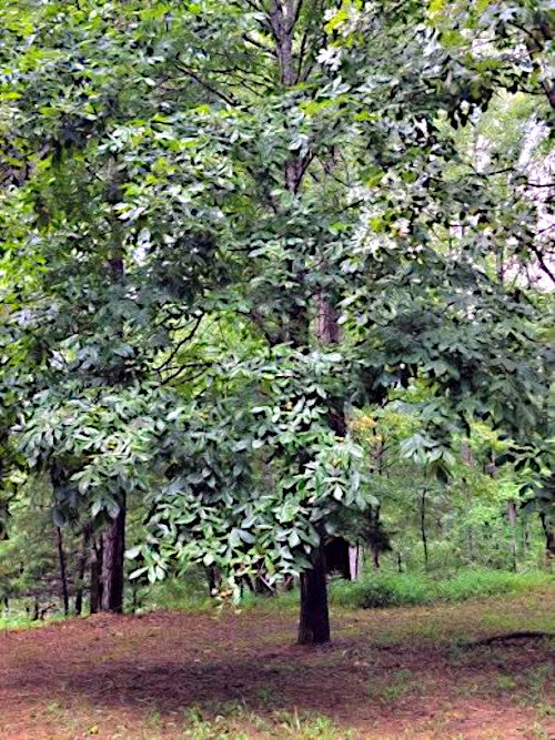 A large leafy Mockernut Hickory tree with dense green foliage standing in a wooded outdoor setting with brown ground and other trees in the background.