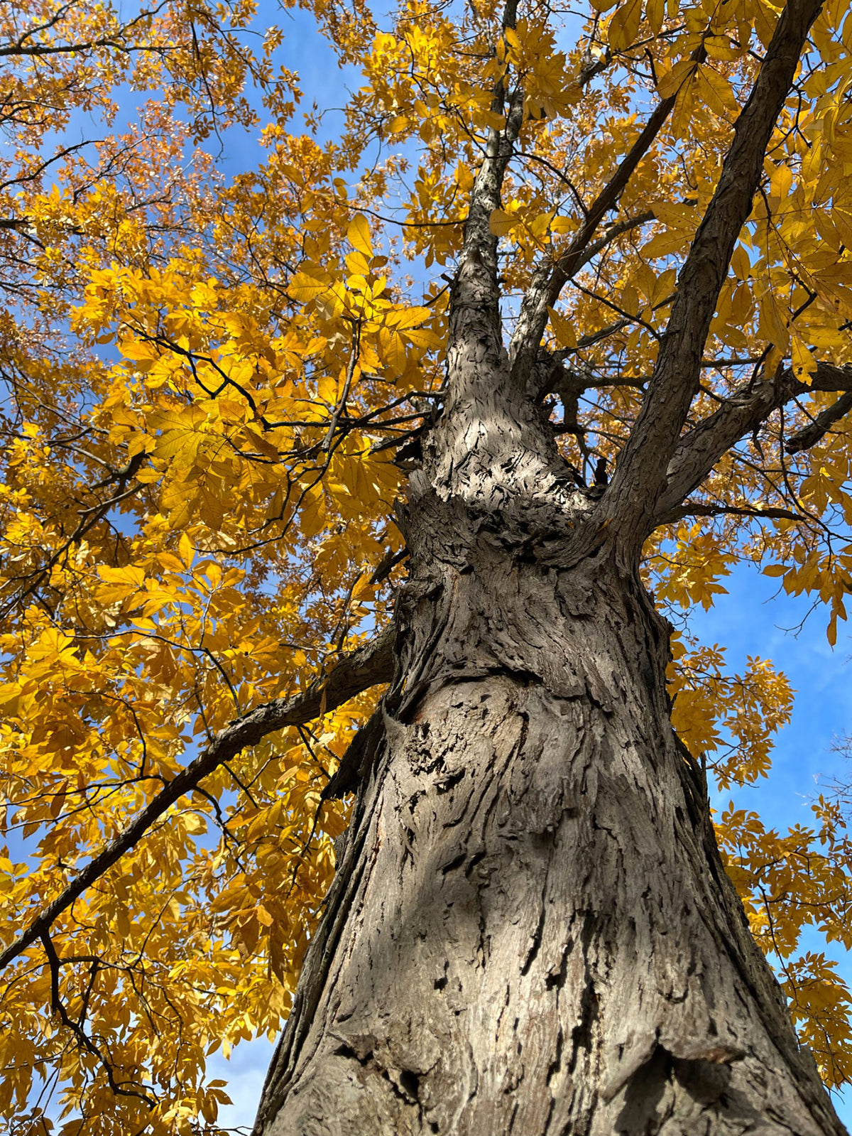 A low-angle view looking up the trunk of a Mockernut Hickory large tree with textured gray bark and bright yellow autumn leaves against a clear blue sky. Carya tomentosa