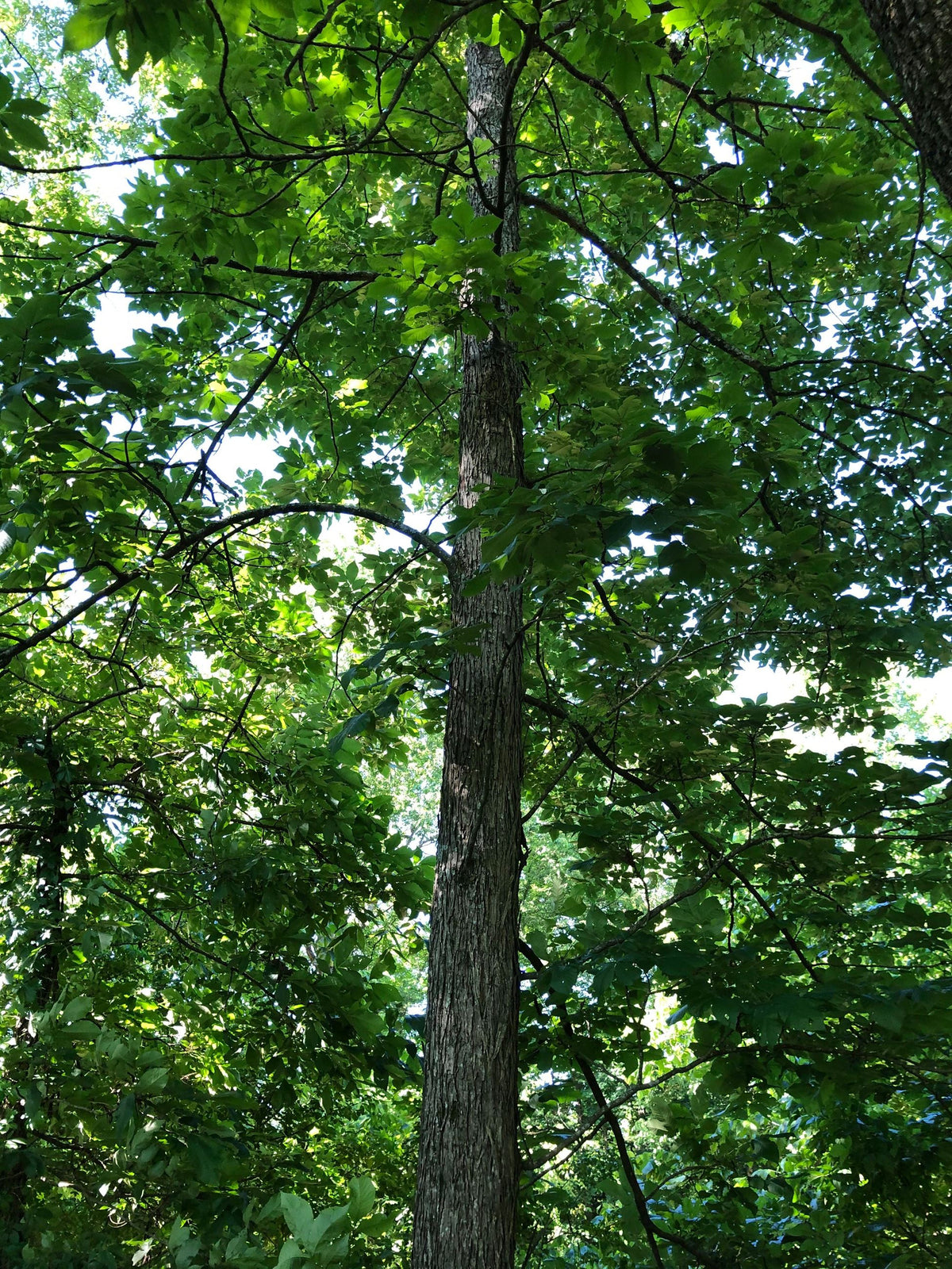 A tall Mockernut hickory tree trunk rising upward through dense green foliage in a sunlit outdoor setting. Carya tomentosa