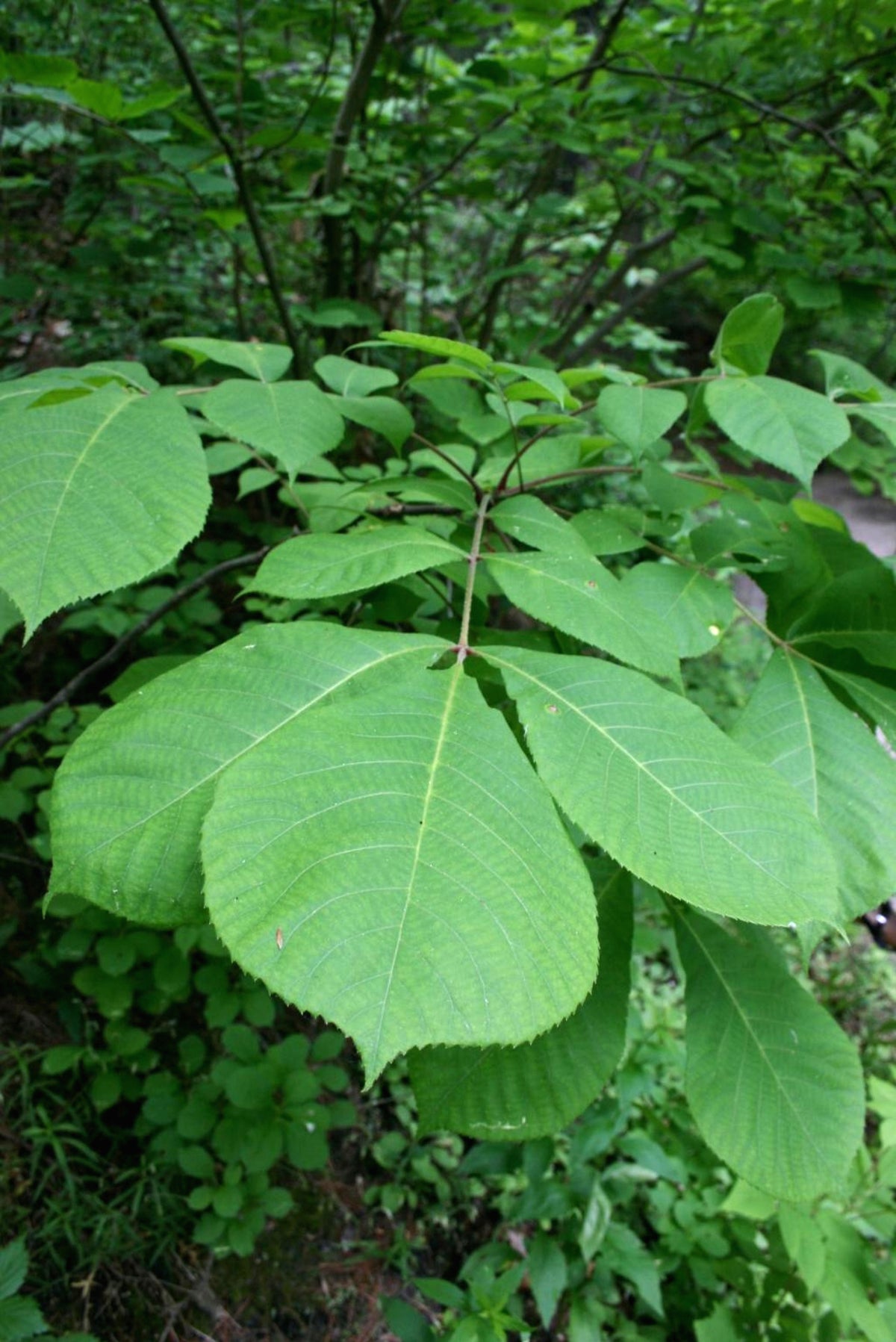 Green compound Mockernut Hickory tree leaves on a branch growing in a dense forest setting. Carya tomentosa