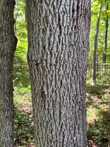 Close up view of the bark on Mockernut hickory tree trunk with wooded background. Carya tomentosa