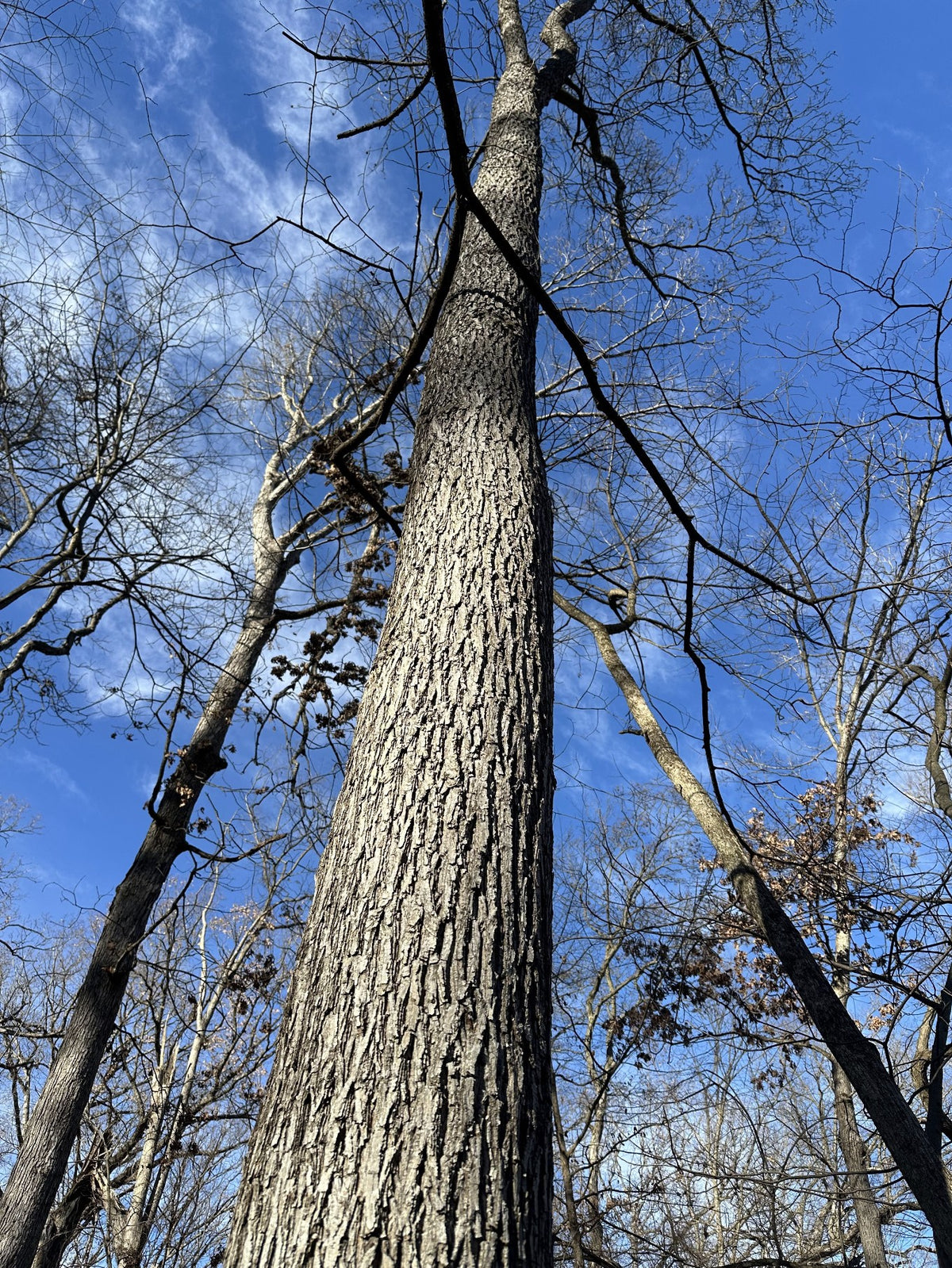A tall Hickory tree trunk with textured bark rising upward against a bright blue sky with wispy white clouds, surrounded by other leafless trees in a forest setting.