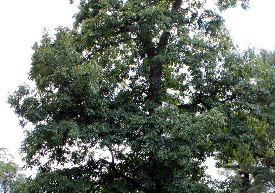 A large deciduous Mockernut Hickory tree with dense green foliage and a dark trunk, photographed outdoors against a bright white sky.