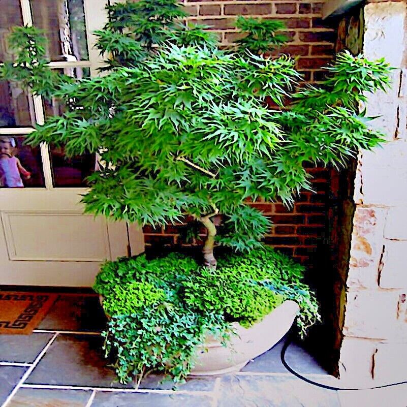 Mikawa yatsubusa maple bonsai tree in a pot on a patio with a brick wall background
