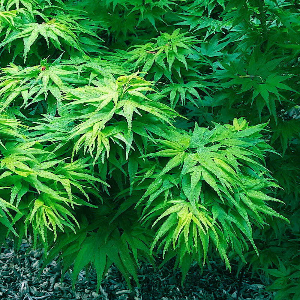 Close up view of Dwarf (Mikawa yatsubusa) maple tree's green leaves. 