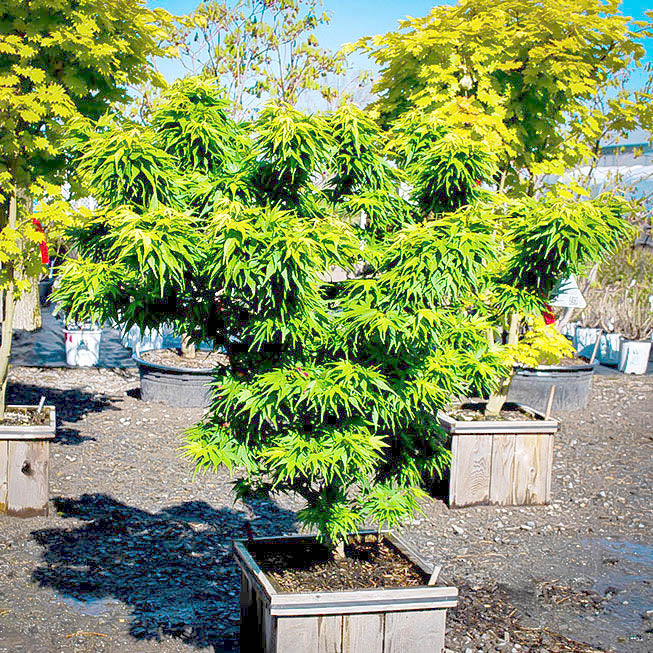 Large green dwarf Mikawa maple tree in a pot on a gravel lot with other trees and plants in the background.