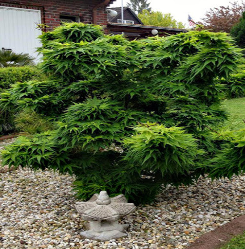 Large green dwarf Japanese Mikawa maple tree in a garden with a stone lantern and pebbles.