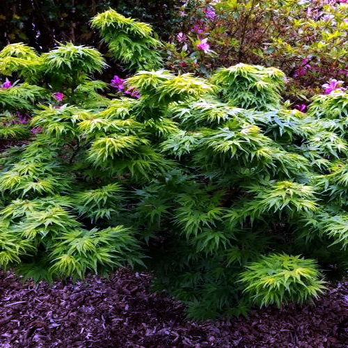 Green dwarf Japanese Mikawa maple tree with in a garden setting. Mikawa yatsubusa