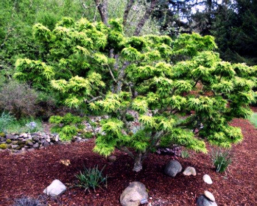 Green small Japanese Mikawa tree in a garden setting with mulch and rocks.