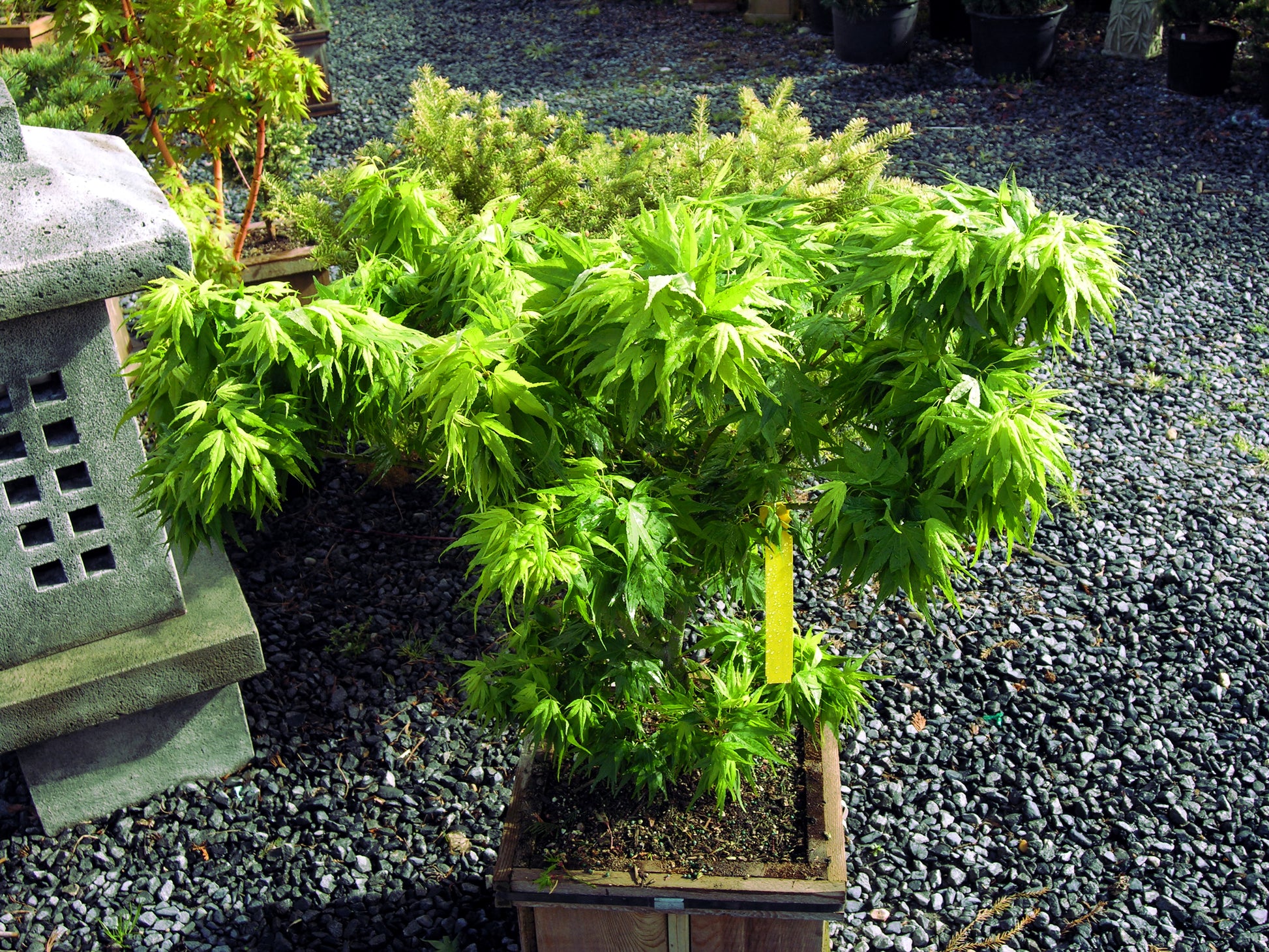 Potted dwarf Japanese Mikawa maple tree with a yellow tag on a gravel surface next to a stone lantern.