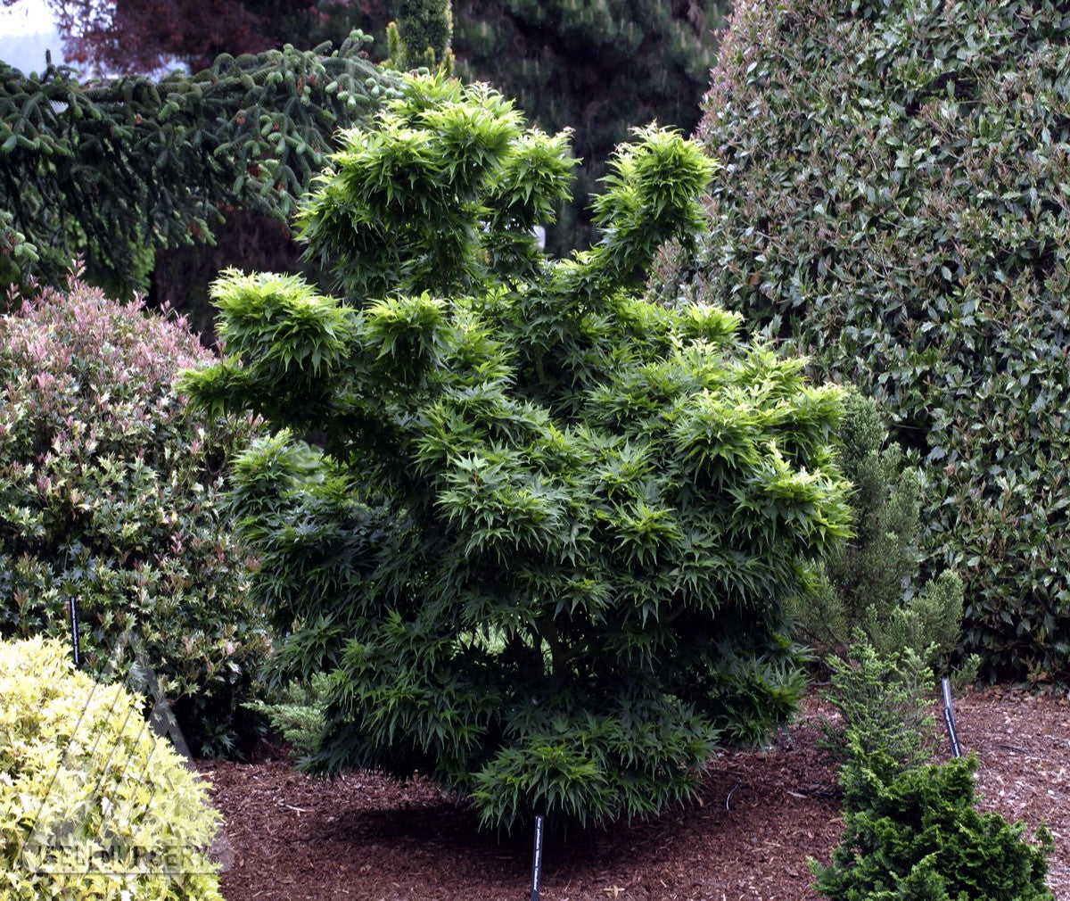 Green dwarf Japanese Mikawa maple tree in a garden setting with other trees and shrubs. Mikawa yatsubusa