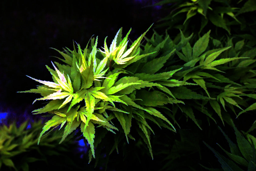 Green leaves on dwarf Japanese Mikawa maple tree on a dark background