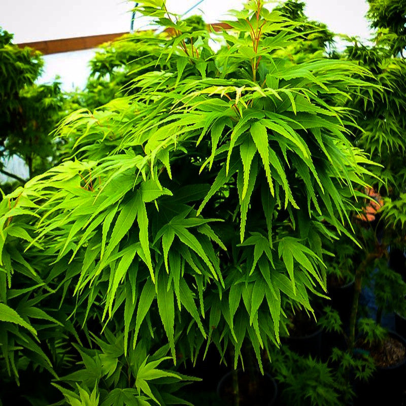 Close-up of a green leafy Japanese Mikawa maple tree with a blurred background. Mikawa yatsubusa