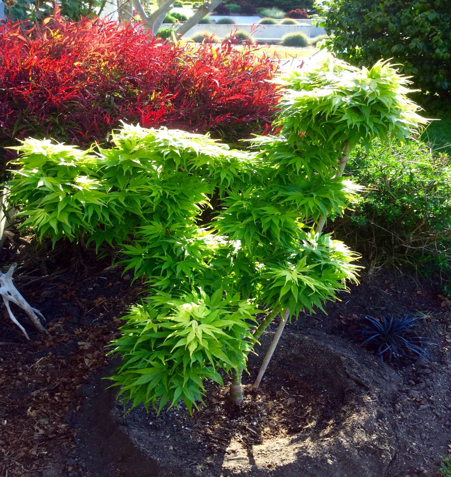 Green Dwarf Japanese Mikawa Maple tree in garden landscape setting. Mikawa yatsubusa