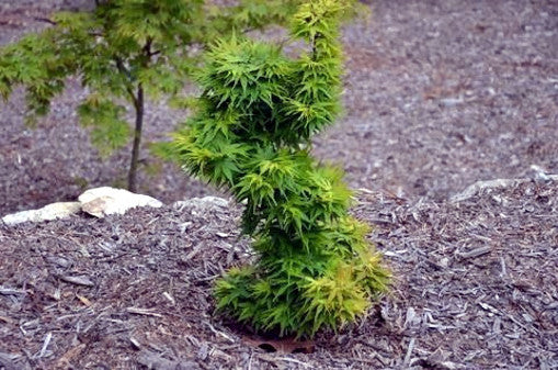 Dwarf Mikawa Japanese maple tree in a garden setting with mulch and rocks.