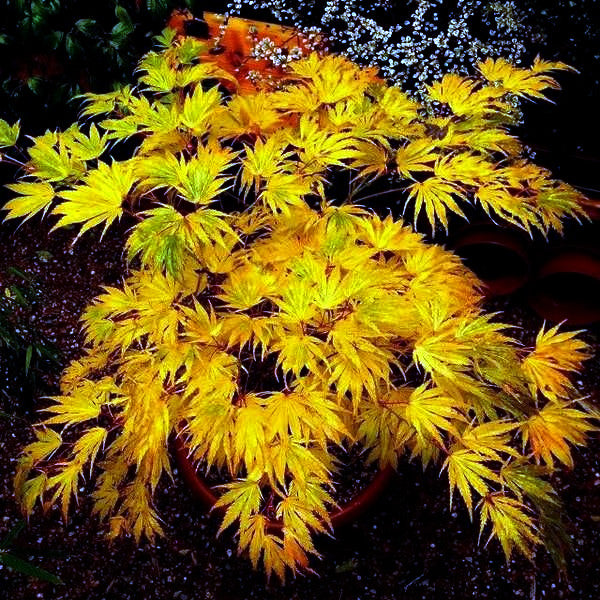 Shiny yellow-green leaves of a dwarf Japanese Mikawa maple tree with a blurred background