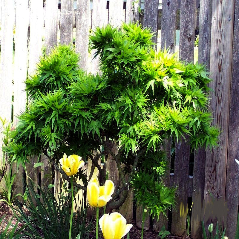 Green bushy Japanese Mikawa mapple tree with yellow flowers in front of a wooden fence