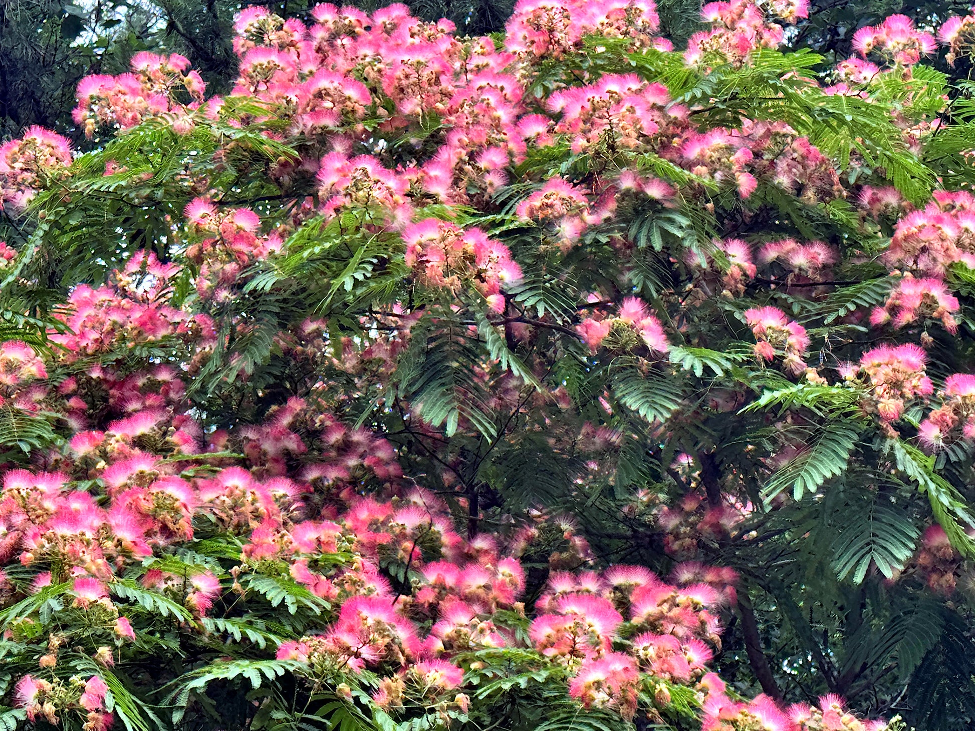 Pink flowering Mimosa tree with green leaves