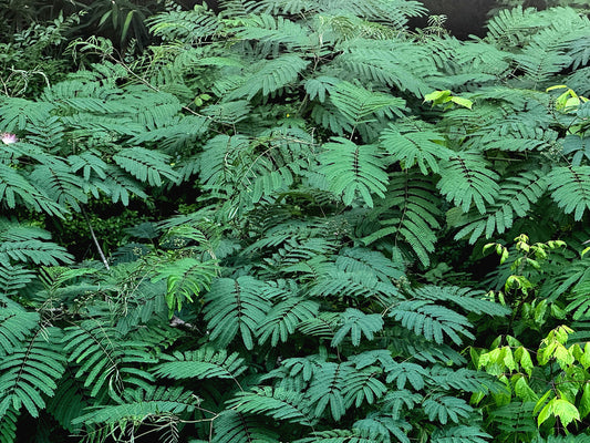 Close-up of Mimosa tree's dense green foliage. (Albizia julibrissin)