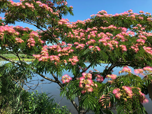 Mimosa tree with pink flowers and green leaves against a blue sky. (Albizia julibrissin)