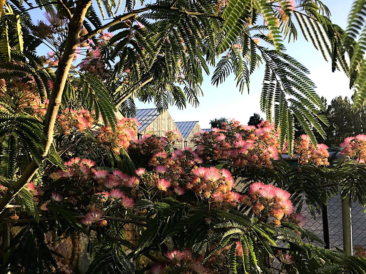 Mimosa tree with pink flowers and green leaves in front of a building. (Albizia julibrissin)
