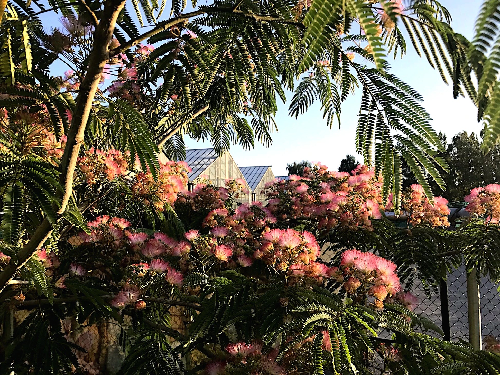 Mimosa tree with pink flowers and green leaves in front of a building. (Albizia julibrissin)