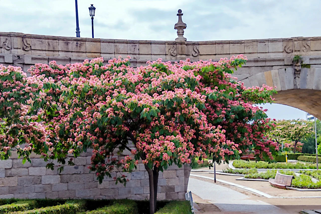 Flowering Mimosa tree in a park with a stone wall and garden in the background. (Albizia julibrissin)