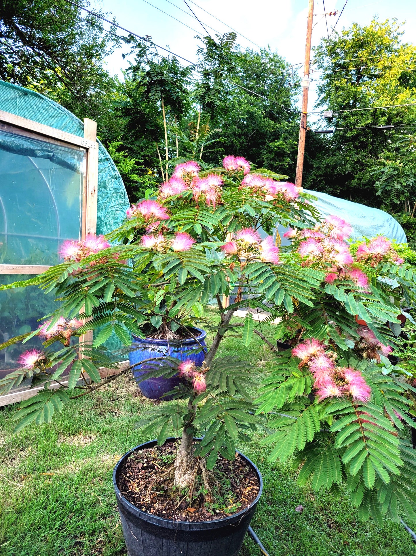 Potted bonsai style Mimosa tree with pink flowers in a garden setting. (Albizia julibrissin)