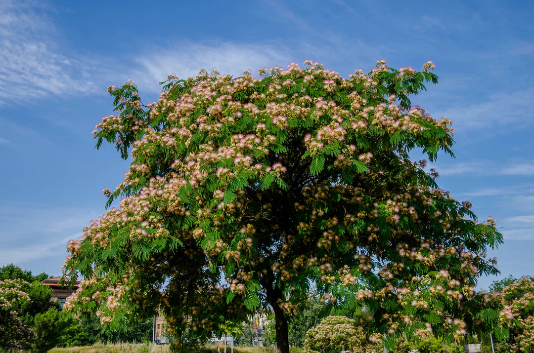 Mimosa tree with pink flowers against a blue sky
