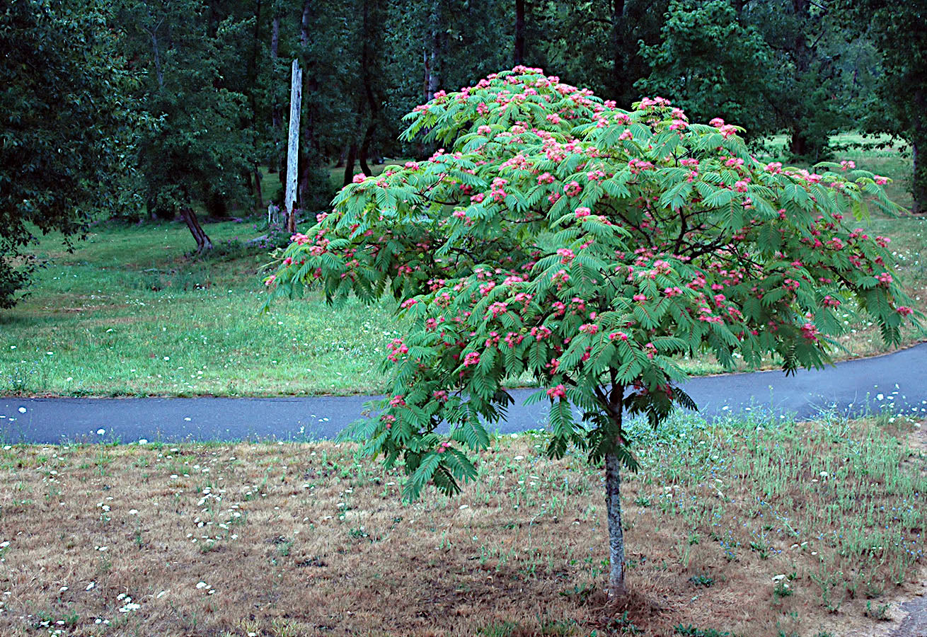 Mimosa tree with pink flowers in a park setting. (Albizia julibrissin)